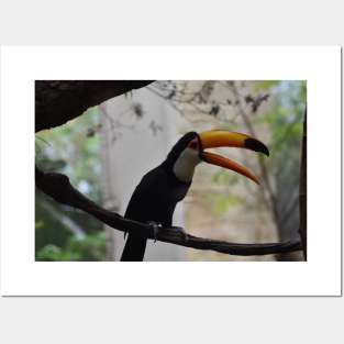 Toucan Posters and Art